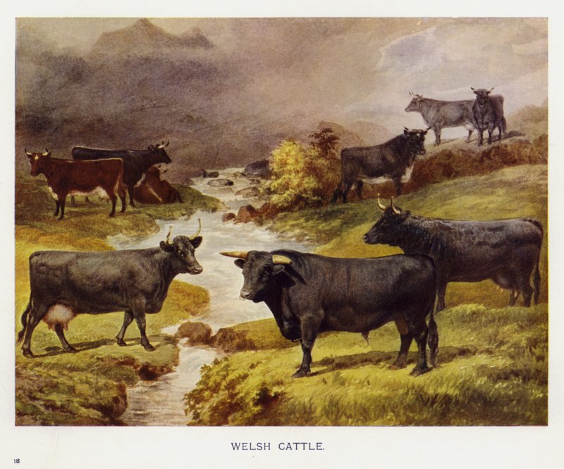 Walesin karja (väri litho) tekijältä English School