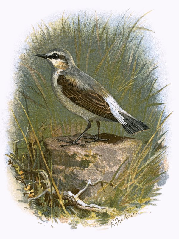 Wheatear tekijältä English School