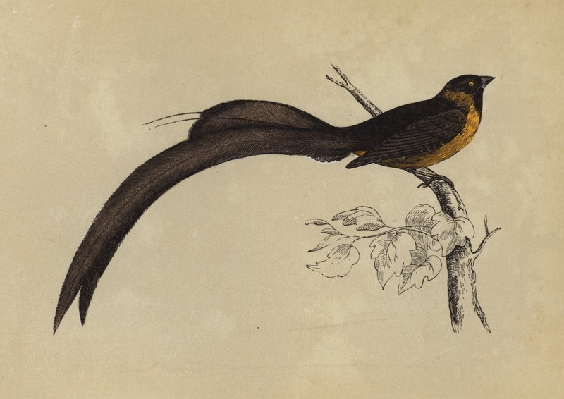Whidah Finch (värilitografia) tekijältä English School