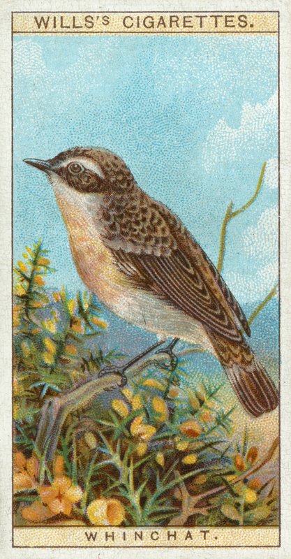 Whinchat tekijältä English School