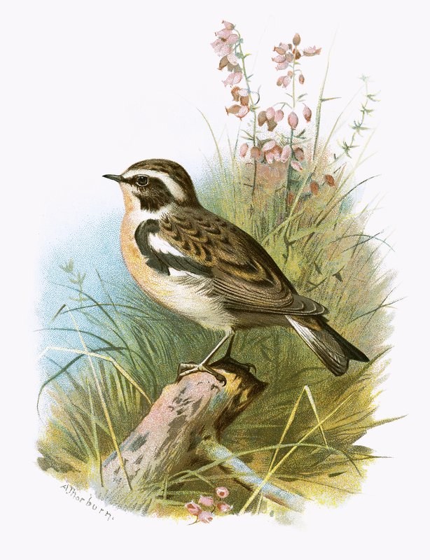 Whinchat tekijältä English School