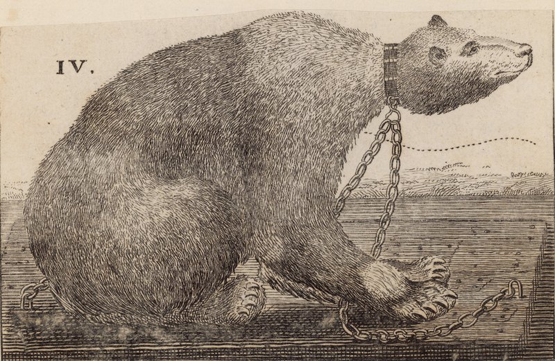 White Bear esillä Mr Bodysissa, Mulberry Gardenissa tekijältä English School