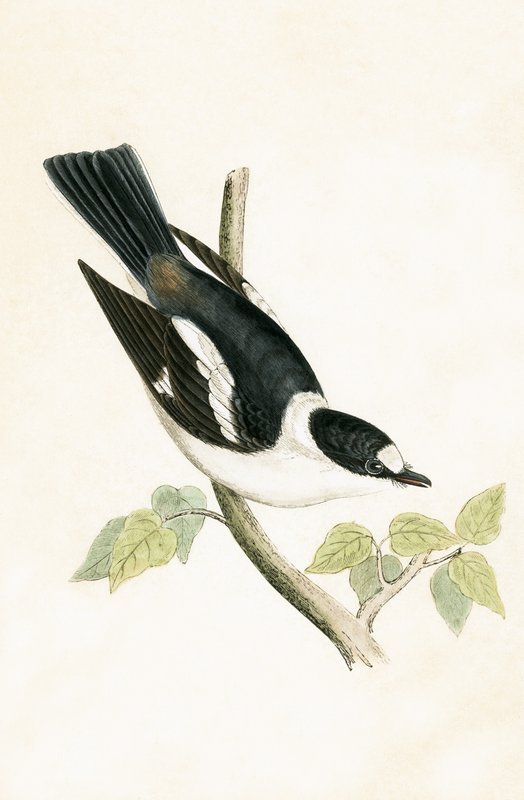 Valkokaulusperhosieppo, kuvitus Charles Robert Breen (1811-86) teoksesta "A History of the Birds of the Birds of the British Islands" (1811-86), julkaistu 1867 tekijältä English School