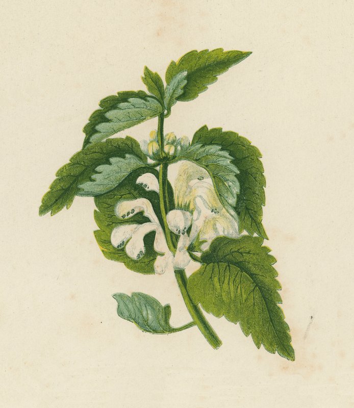 Valkoinen kuollut nokkonen, Lamium Album (värilitro) tekijältä English School
