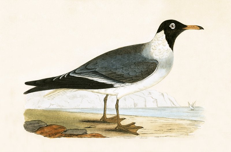 Valkosilmälokki, kuva Charles Robert Breen (1811-86) teoksesta "A History of the Birds of Europe Not Observed in the British Isles", julkaistu 1867. tekijältä English School