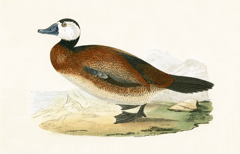 White Headed Duck, kuvitus Charles Robert Breen (1811-86) teoksesta "A History of the Birds of the Birds of the British Islands", julkaistu 1867 tekijältä English School