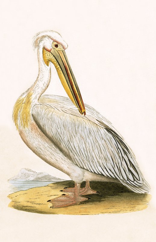 Valkoinen pelikaani, kuvitus Charles Robert Breen (1811-86) teoksesta "A History of the Birds of the Birds of the British Islands", julkaistu 1867 tekijältä English School