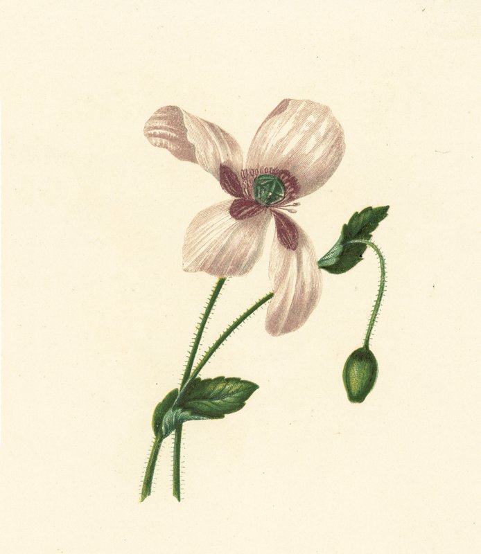 Valkoinen unikko, Papaver Somniferum (värilitro) tekijältä English School