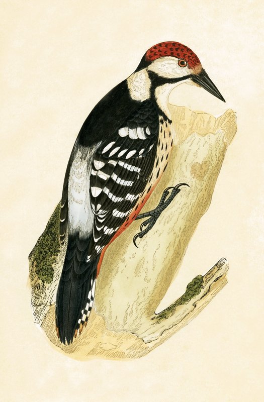 White Rumped Woodpecker, kuvitus Charles Robert Breen (1811-86) julkaisusta "A History of the Birds of the Birds of the European Not Observed in the British Isles", julkaistu 1867 tekijältä English School