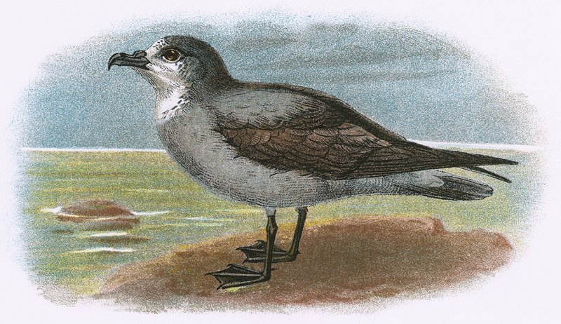 Valkokurkku Grey Petrel tekijältä English School