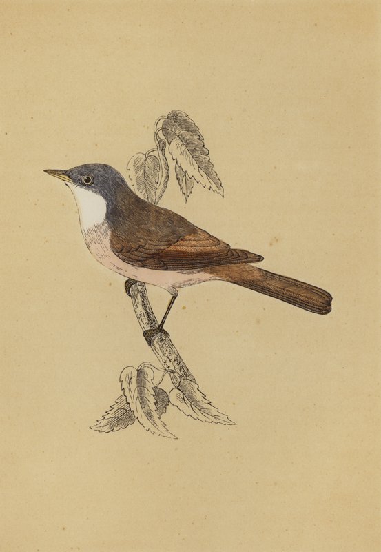 Whitethroat (väri litho) tekijältä English School