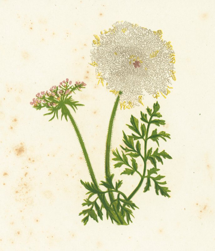 Villi porkkana, Daucus Carota tekijältä English School