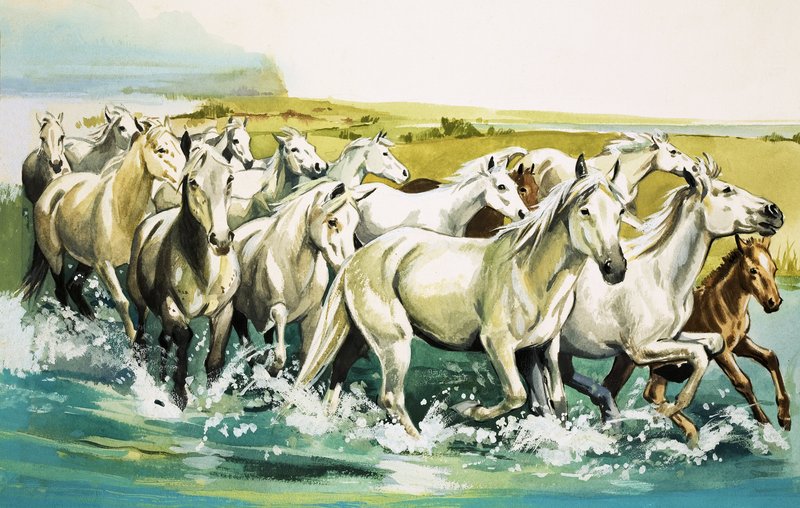 Camarguen villit hevoset, 1971 tekijältä English School