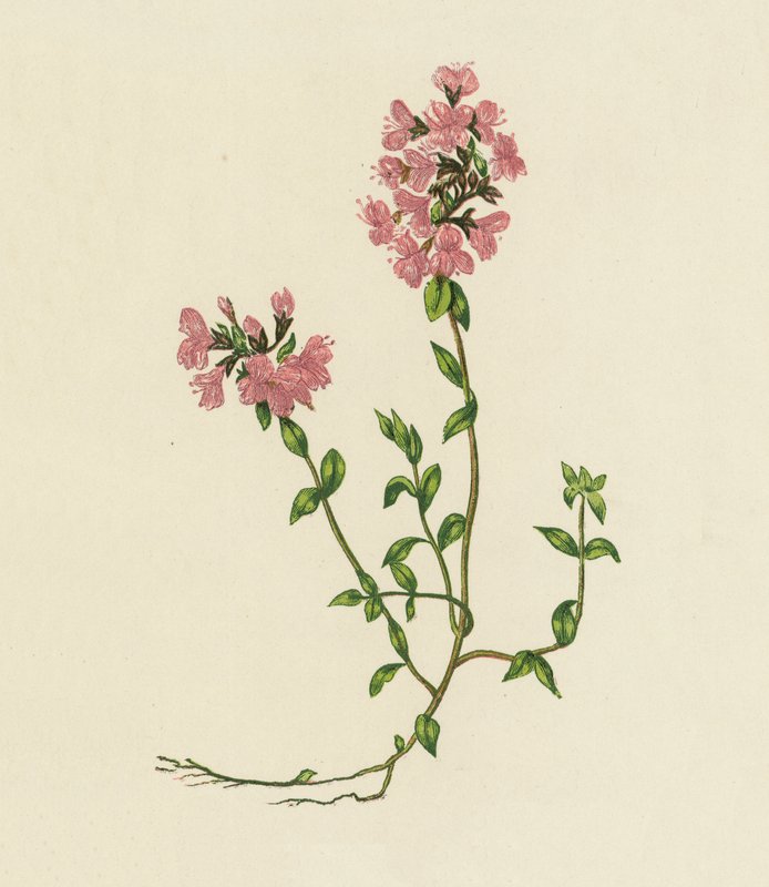 Villi timjami, Thymus Serpyllum (värilitro) tekijältä English School
