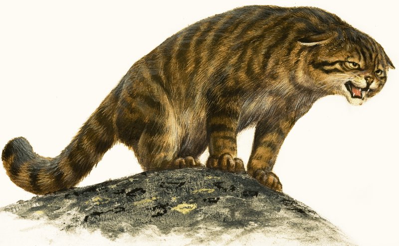 Wildcat tekijältä English School