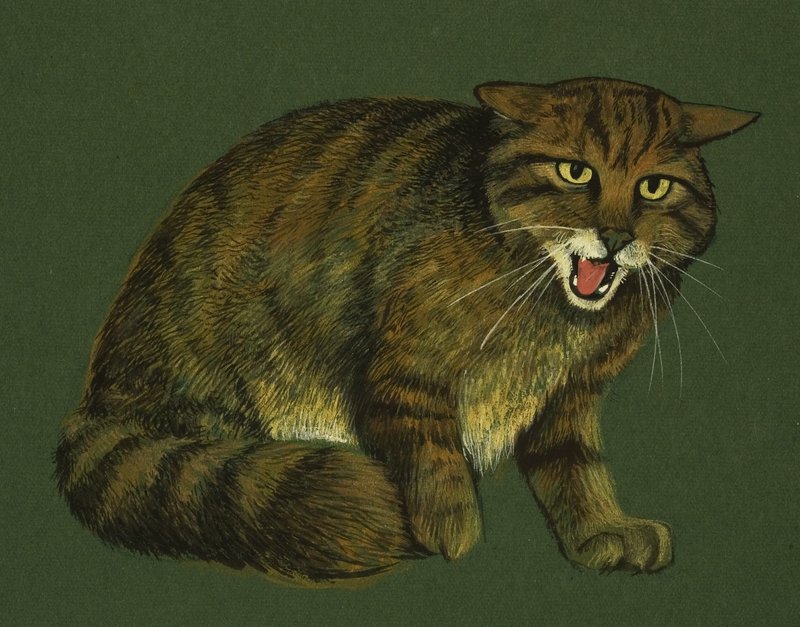 Wildcat tekijältä English School