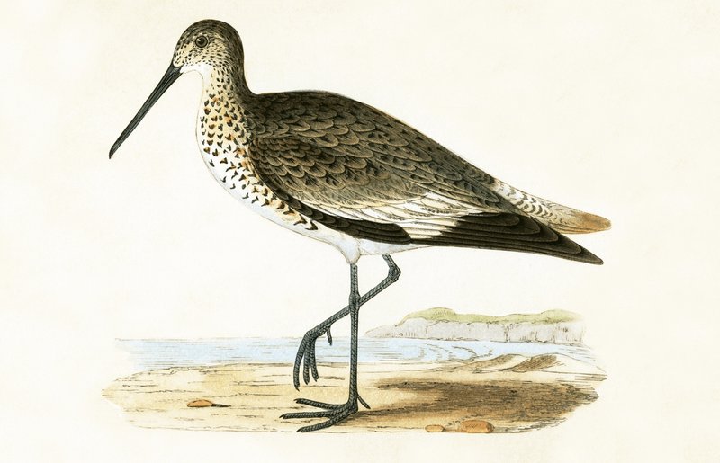 Willet, kuvitus Charles Robert Breen (1811-86) teoksesta "A History of the Birds of the Birds of the British Isles", julkaistu 1867 tekijältä English School