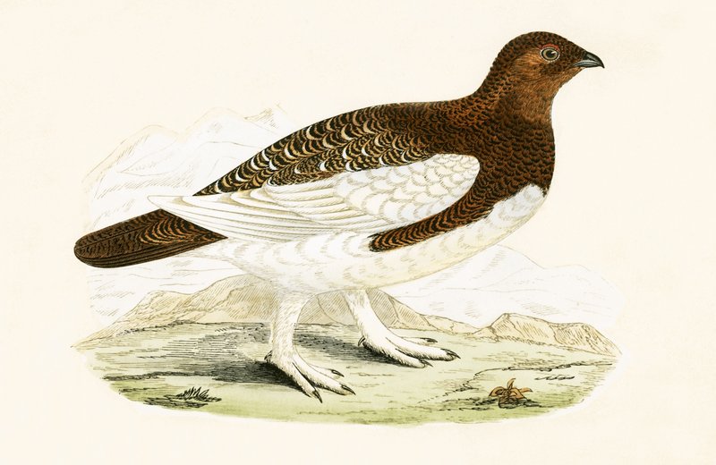 Pajulintu, kuvitus Charles Robert Breen (1811-86) teoksesta "A History of the Birds of Europe Not Observed in the British Isles", julkaistu 1867 (värilitro). tekijältä English School
