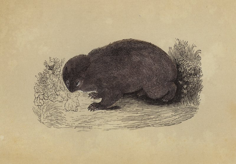 Wombat (värilitra) tekijältä English School