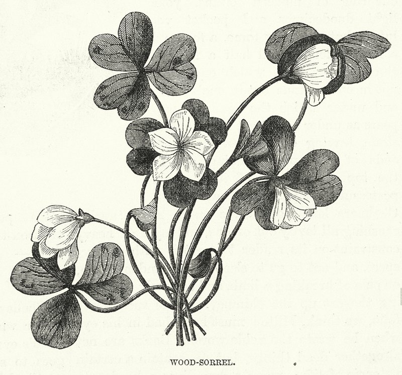 Wood-Sorrel (kaiverrus) tekijältä English School