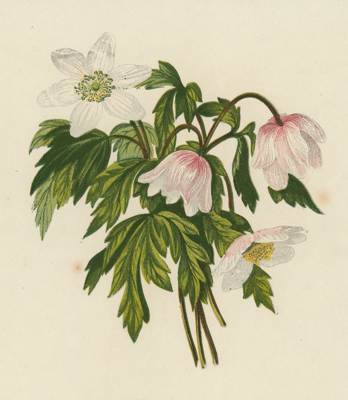 Puuangervo, Anemone Nemorosa (värilitaatio) tekijältä English School