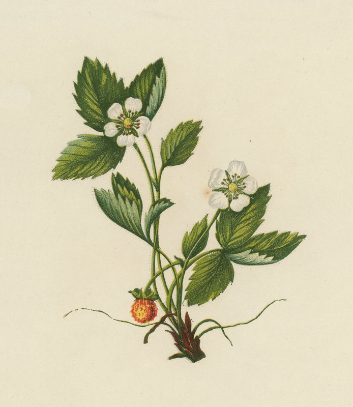 Puumansikka, Fragaria Vesca (väri litho) tekijältä English School