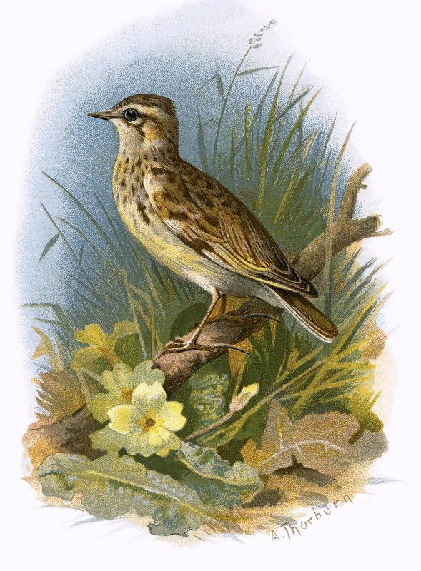 Woodlark tekijältä English School