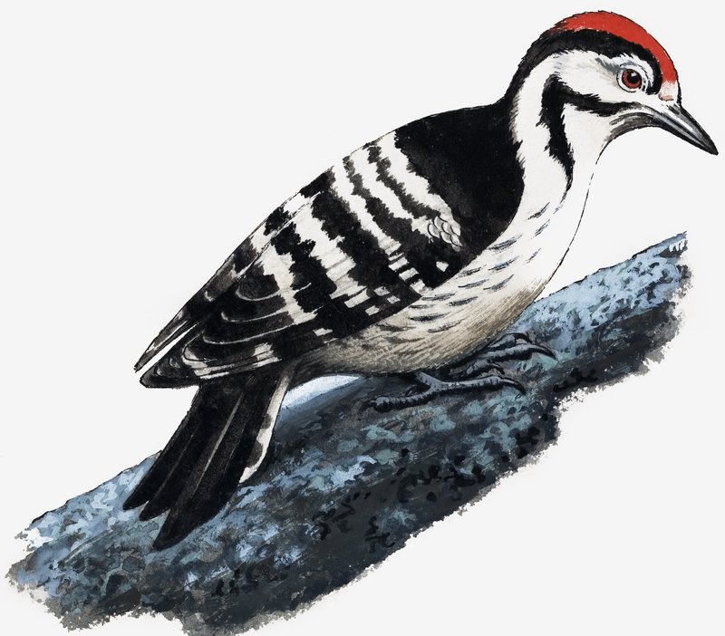 Tikka (Downy Woodpecker) tekijältä English School