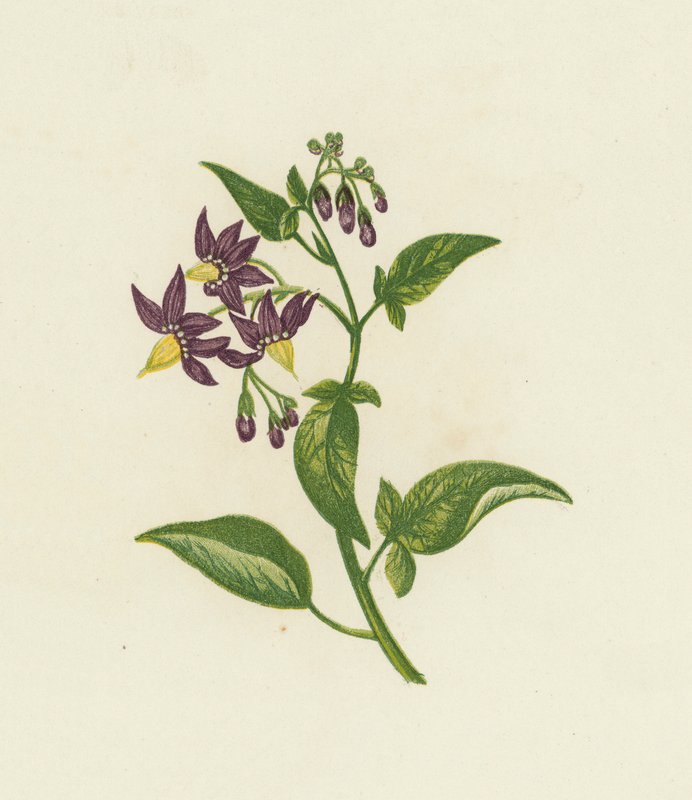 Woody Nightshade tai Bitter Sweet, Solanum Dulcamara (väri litho) tekijältä English School