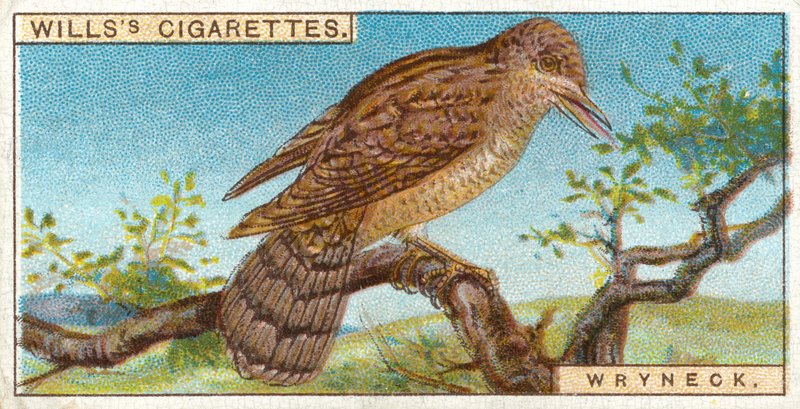 Wryneck tekijältä English School