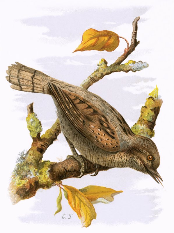 Wryneck tekijältä English School