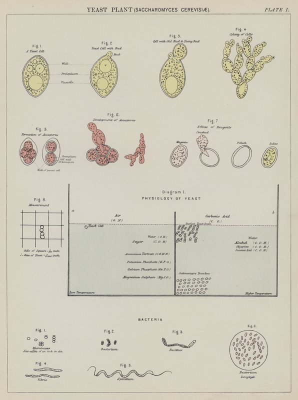 Hiivakasvi, Saccharomyces Cerevisiae (väri litografia) tekijältä English School