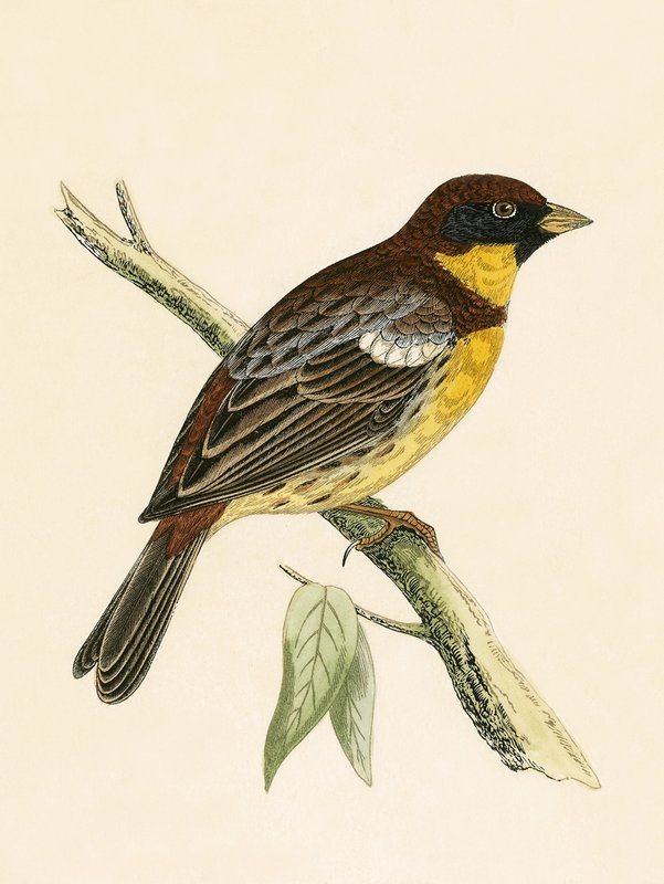 Keltarintasirkku, kuvitus Charles Robert Breen (1811-86) teoksesta "A History of the Birds of the Birds of the British Islands", julkaistu 1867 tekijältä English School