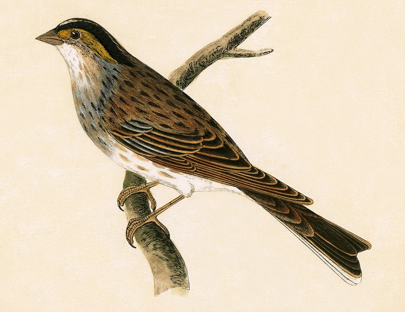 Yellow Browed Bunting, kuvitus Charles Robert Breen (1811-86) teoksesta "A History of the Birds of the Birds of the British Islands", julkaistu 1867 tekijältä English School