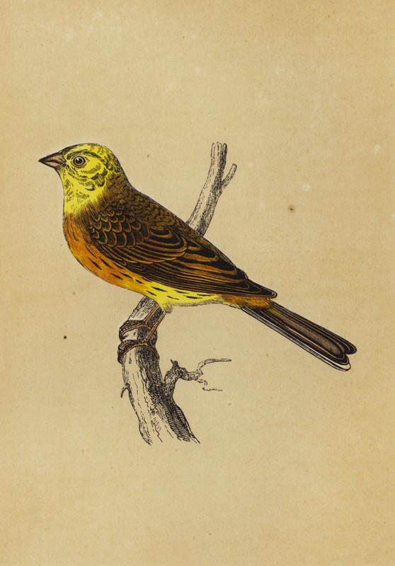 Yellow Bunting (värilitografia) tekijältä English School