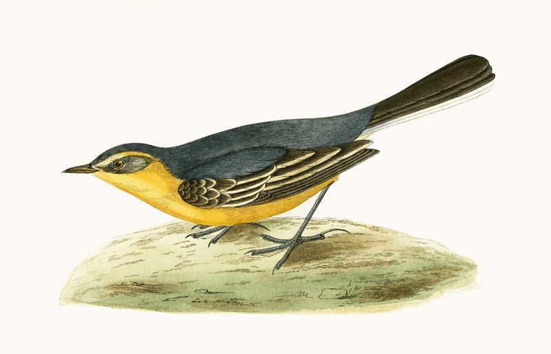 Keltapäinen västärä, kuvitus Charles Robert Breen (1811-86) teoksesta "A History of the Birds of the Birds of the British Islands", julkaistu 1867 tekijältä English School