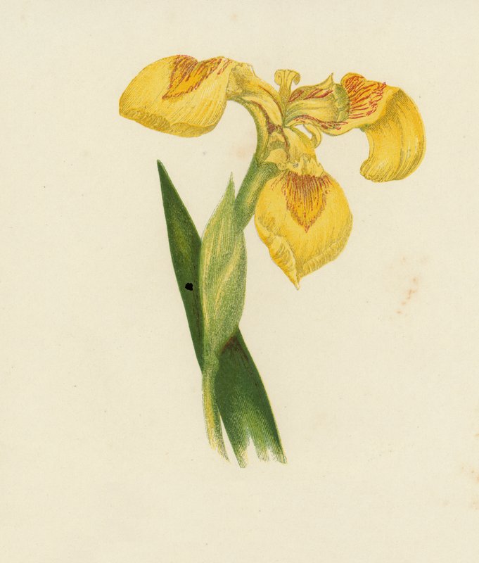 Keltainen iiris, Iris Pseudacorus (värilitro) tekijältä English School