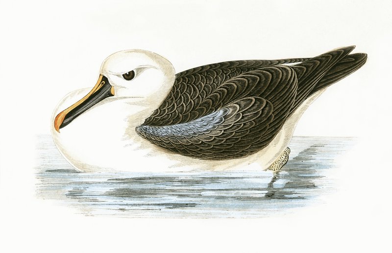 Keltanokka-albatrossi, kuvitus Charles Robert Breen (1811-86) teoksesta "A History of the Birds of Europe Not Observed in the British Isles", julkaistu 1867. tekijältä English School