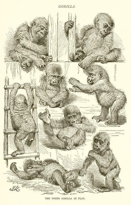 Nuori gorilla leikkimässä tekijältä English School