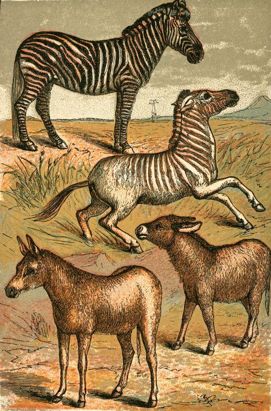 Seepra, Wild Ass, Quagga ja Common Ass tekijältä English School