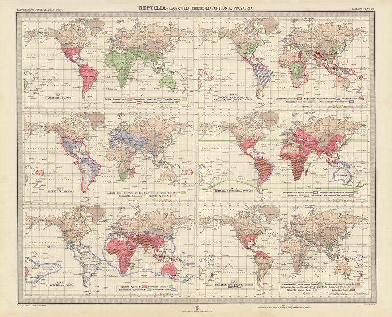 Zoogeografia: Reptilia, Lacertilia, Crocodilia, Chelonia, Prosauria (väriliitos). tekijältä English School