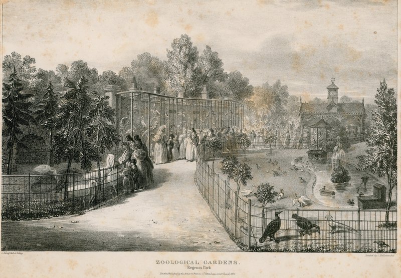 Eläintarha, Regents Park tekijältä English School