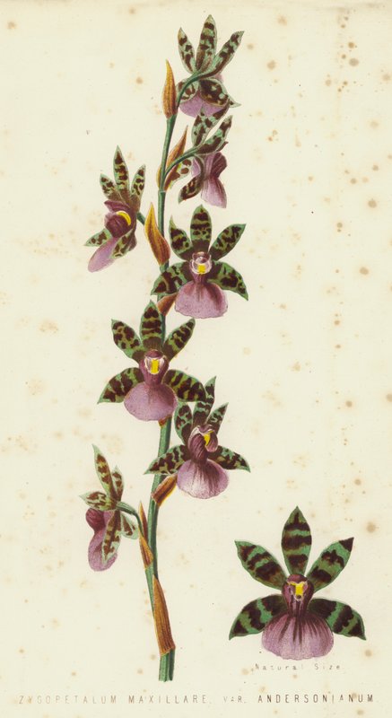 Zygopetalum Maxillare, Var Andersonianum tekijältä English School