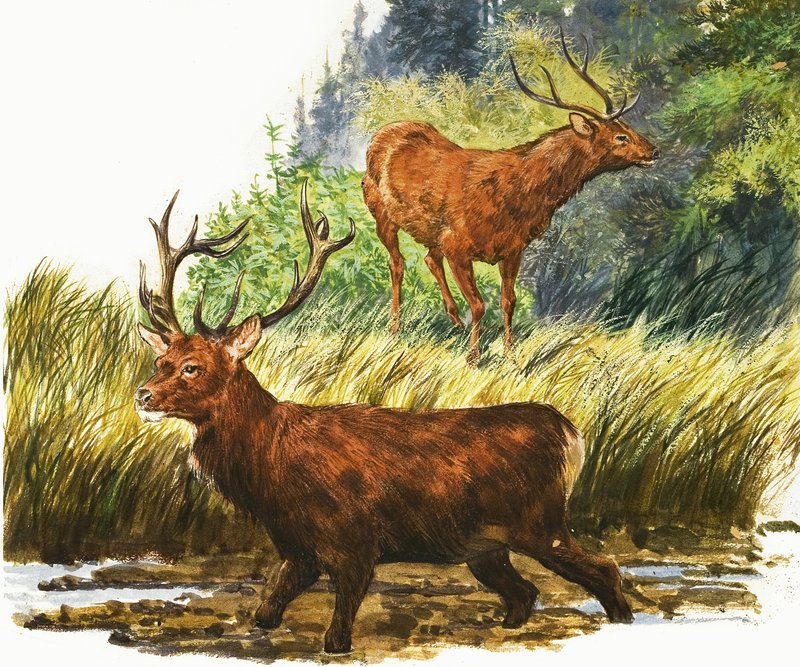 Red Deer tekijältä Eric Tansley