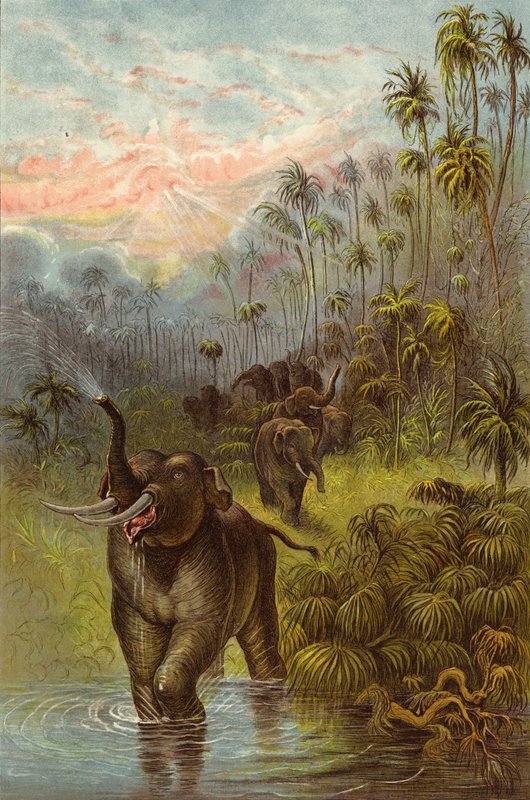 Auringonlasku tropiikissa (chromolitho) tekijältä Ernest Henry Griset