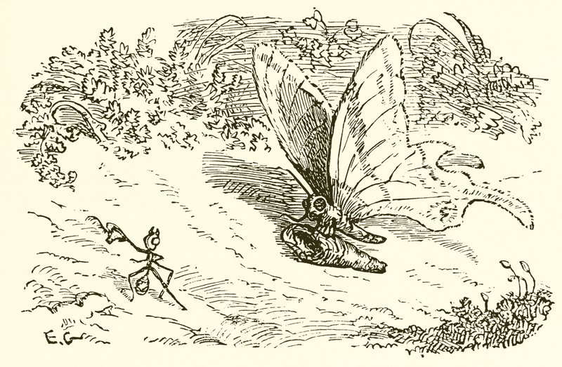 Muurahainen ja Chrysalis tekijältä Ernest Henry Griset