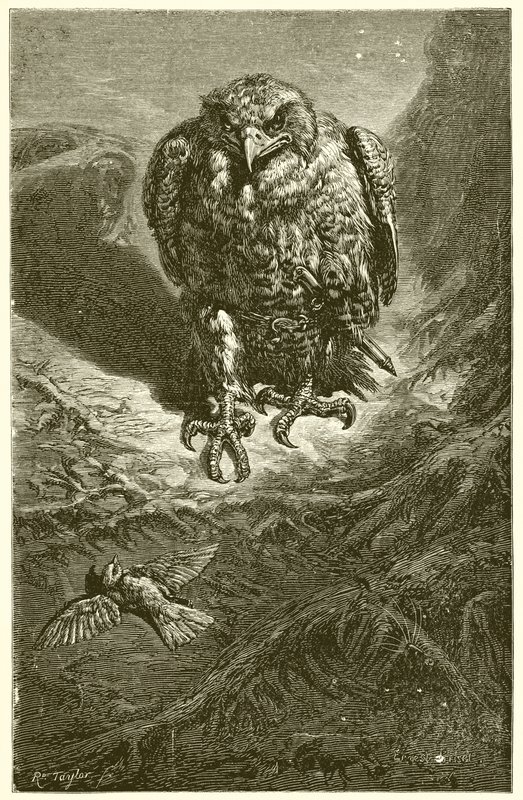 Haukka ja satakieli tekijältä Ernest Henry Griset