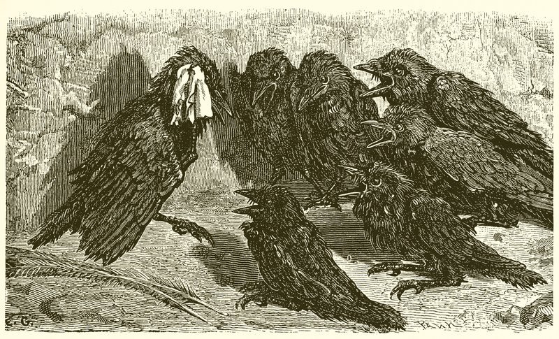Turha Jackdaw tekijältä Ernest Henry Griset