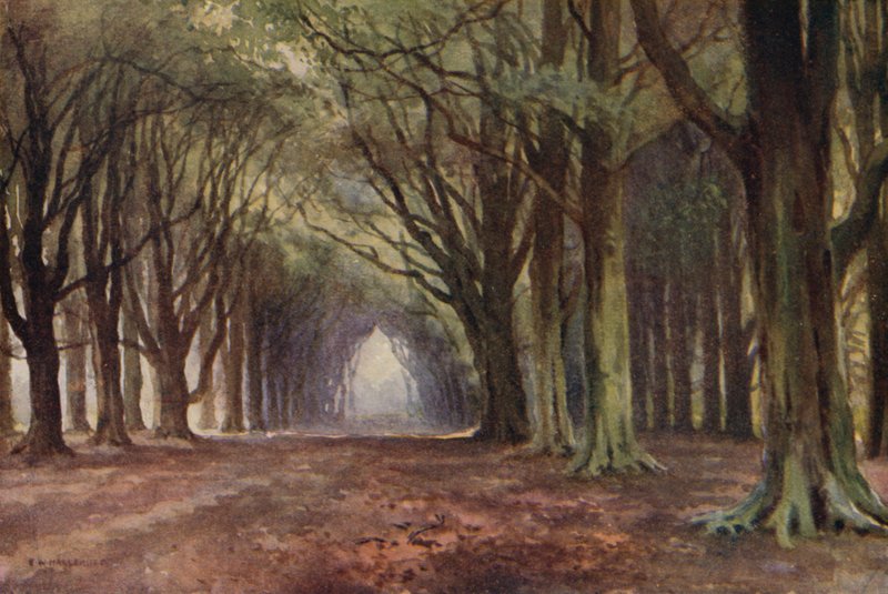 Beech Avenue, Thoresby (väri litho) tekijältä Ernest William Haslehust