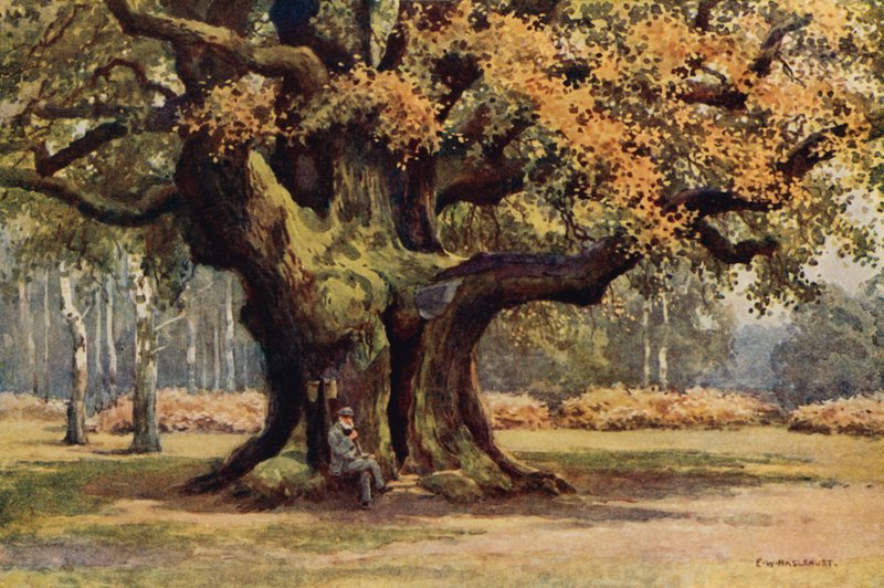 Major Oak, Thoresby Park (väri litho) tekijältä Ernest William Haslehust